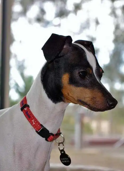Breed Origin