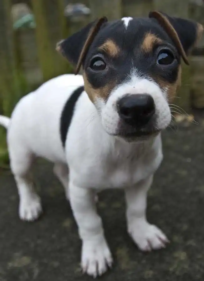 Breed Appearance