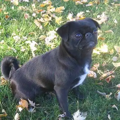 Japug dog breed.