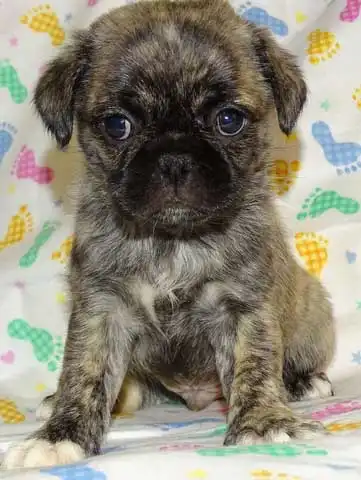 Breed Origin