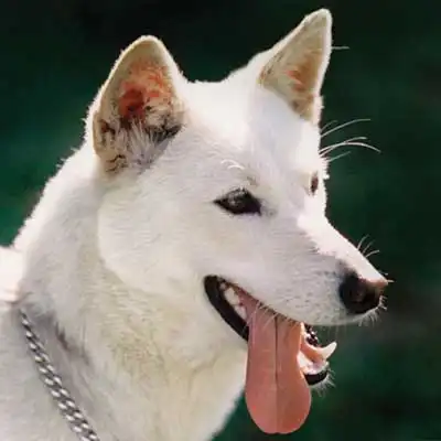 Jindo dog breed.