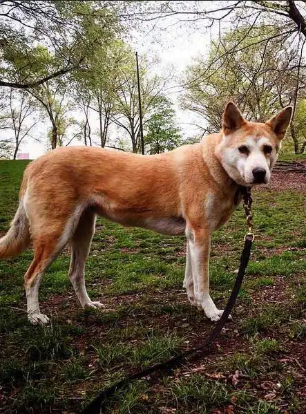 Breed Origin