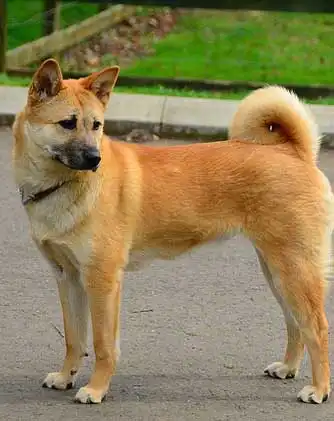 Breed Appearance