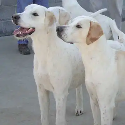 July Hound dog breed.