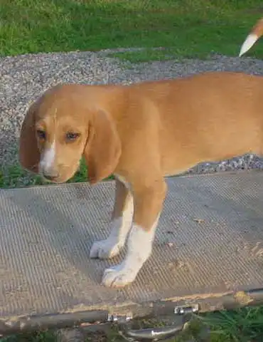 Breed Origin