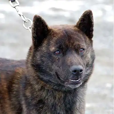 Kai dog breed.