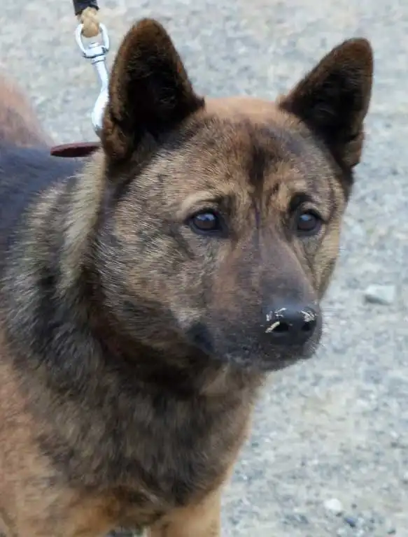 Breed Origin