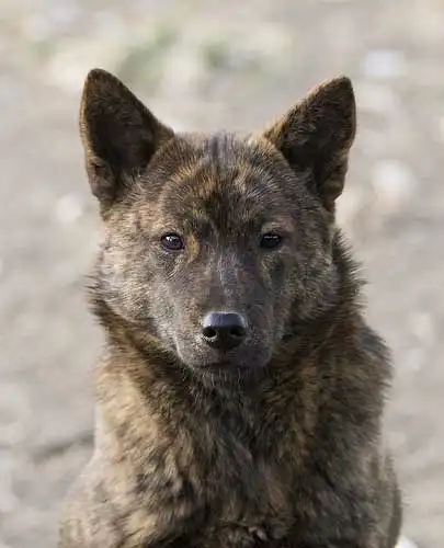 Breed Appearance