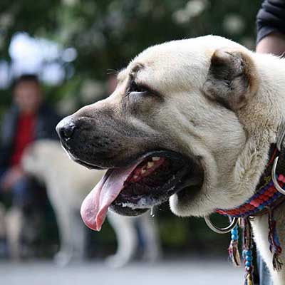 Kangal Dog