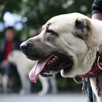 Kangal Dog dog breed.