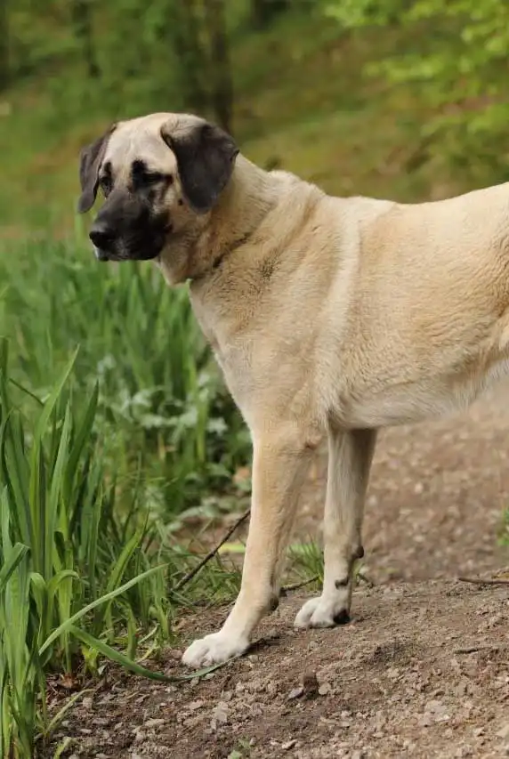 Breed Origin