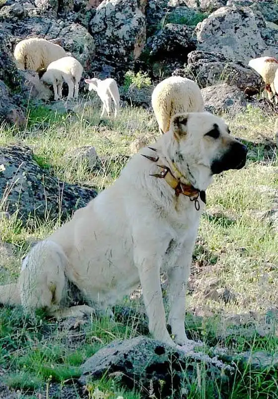 Breed Appearance