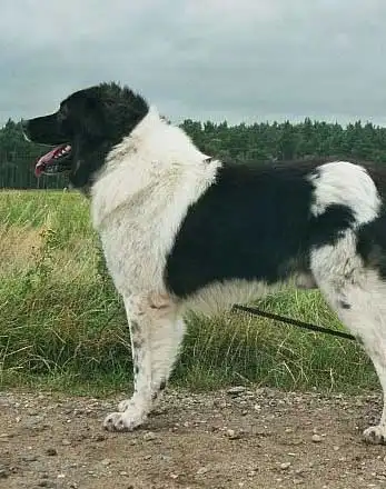 Aspetto del Karakachan