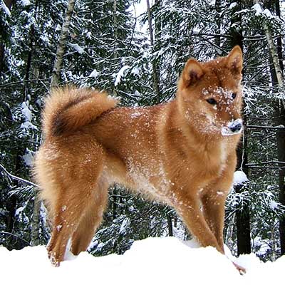 Laika de Karélie-Finlande