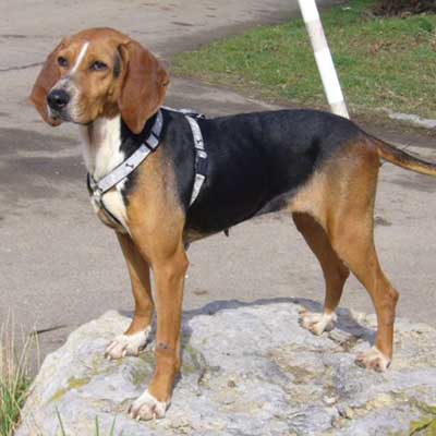 Kerry Beagle