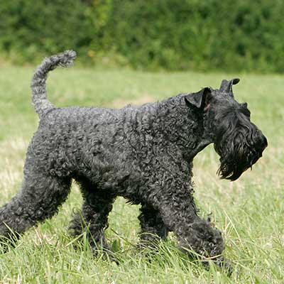 Kerry Blue Terrier