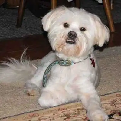 Kimola dog breed.
