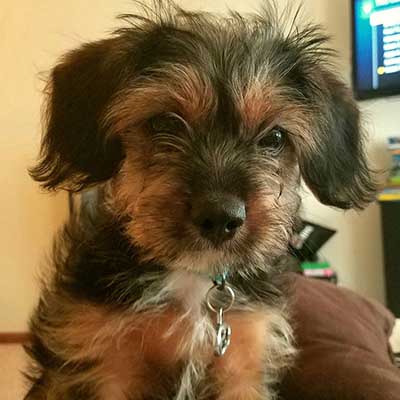 King Charles Yorkie