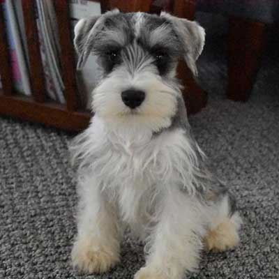 King Schnauzer