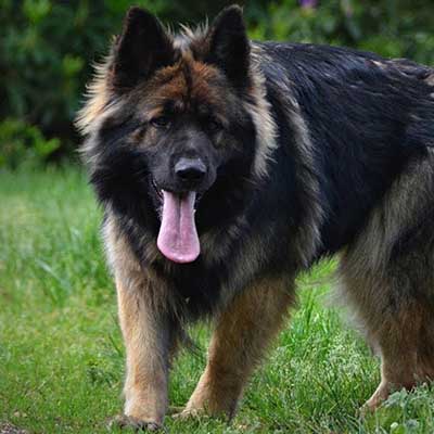 King Shepherd