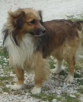 Aspetto del Kokoni