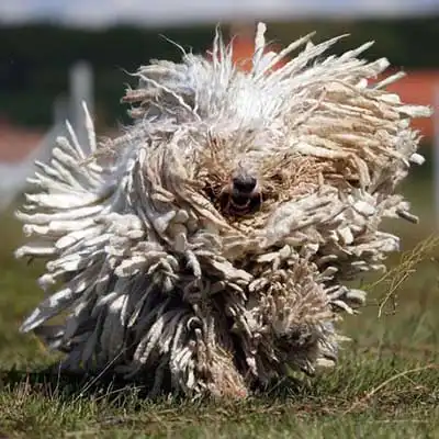 Komondor dog breed.