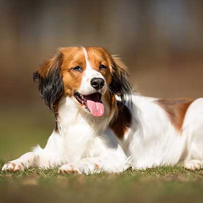 Kooikerhondje