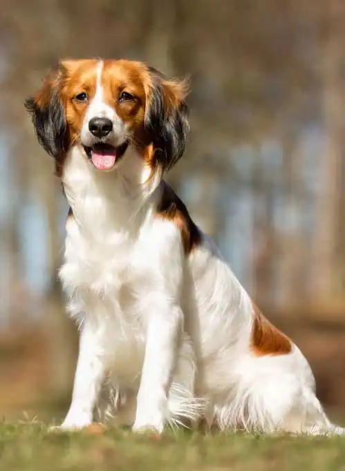 Breed Origin