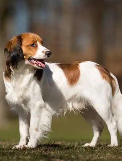 Breed Appearance