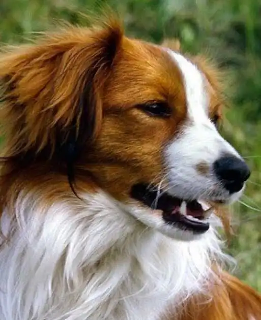 Behavior & Temperament