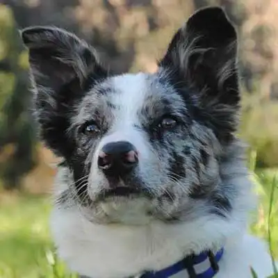 Koolie dog breed.