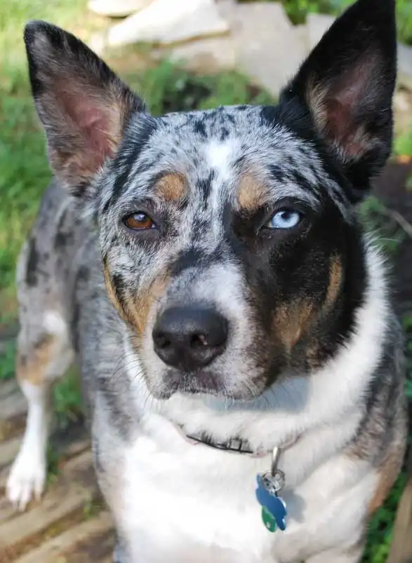 Breed Origin