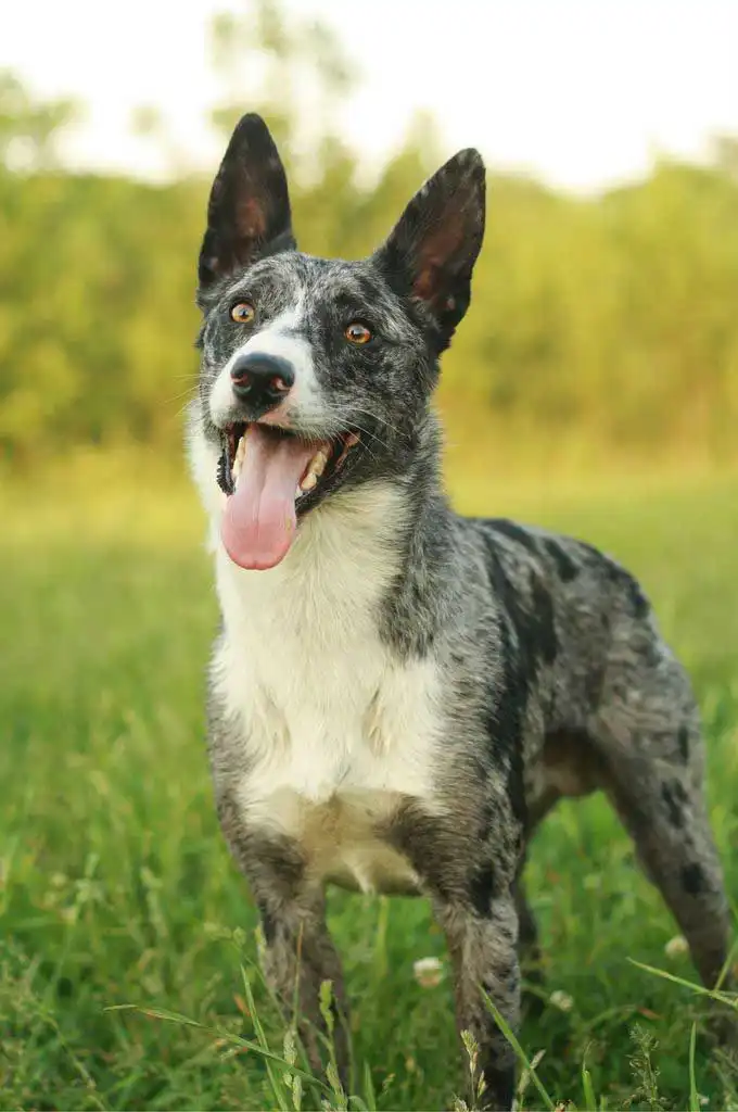 Breed Appearance