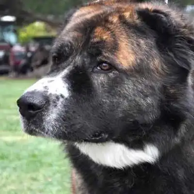 Kuchi dog breed.