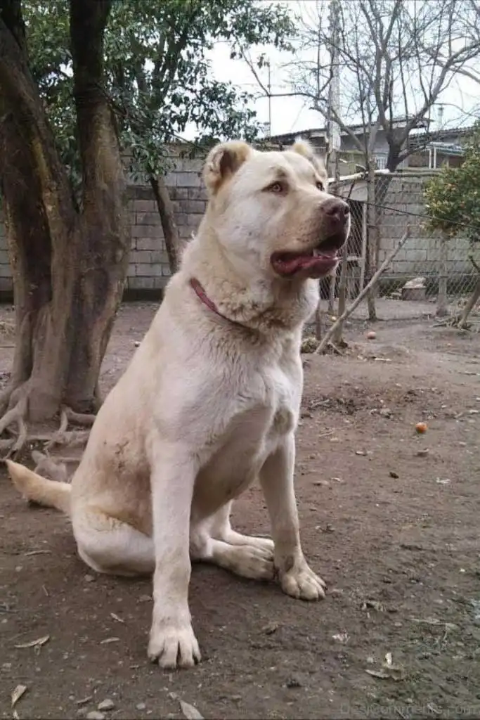 Breed Origin