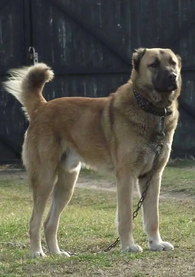 Breed Appearance