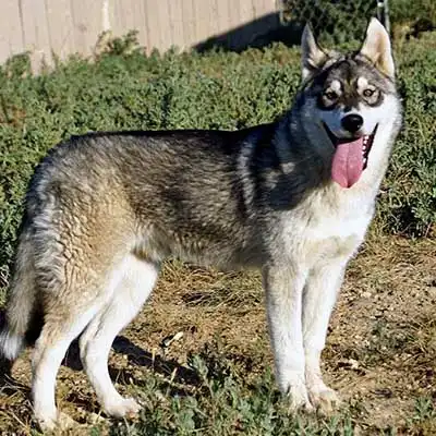 Kugsha dog breed.