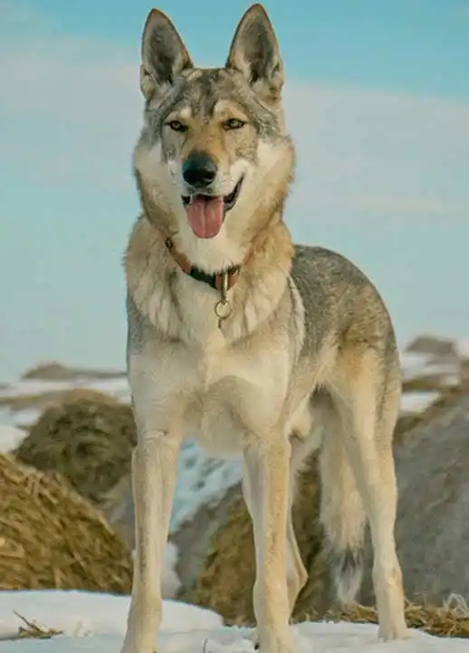 Breed Origin