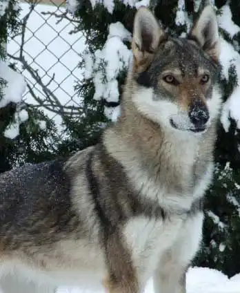 Breed Appearance