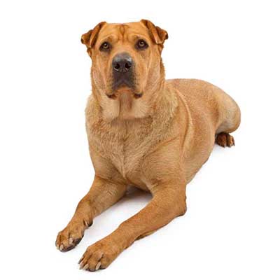 Lab Pei