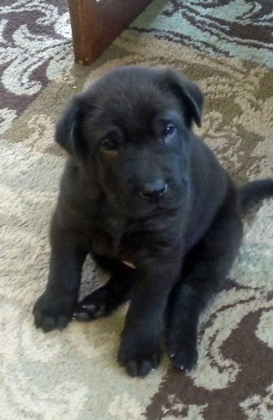 Pflege & Haltung von Lab Pei