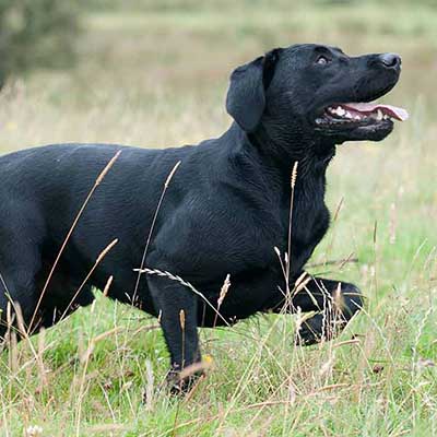 Lab-Pointer