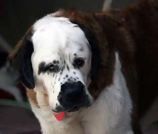 Labernard