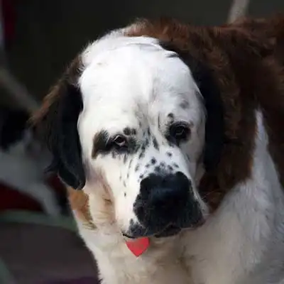 Labernard dog breed.
