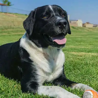 Labernese dog breed.