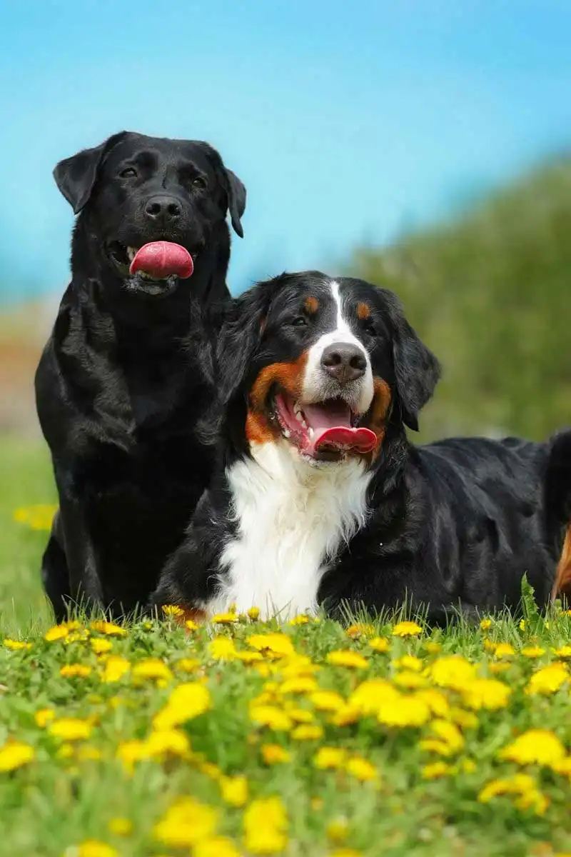 Breed Origin