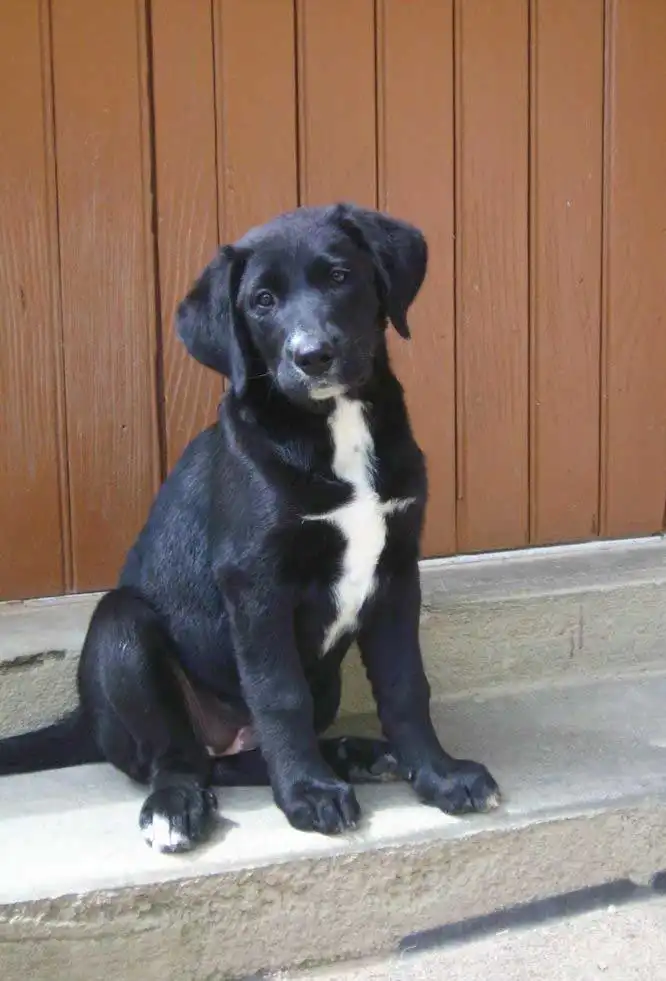 Breed Appearance