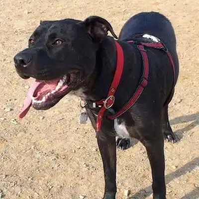 Labrabull dog breed.
