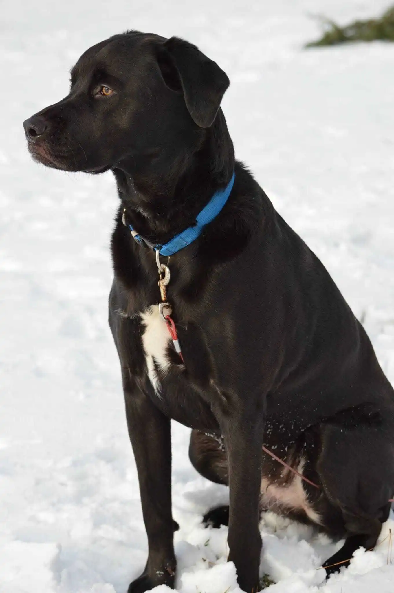 Breed Origin
