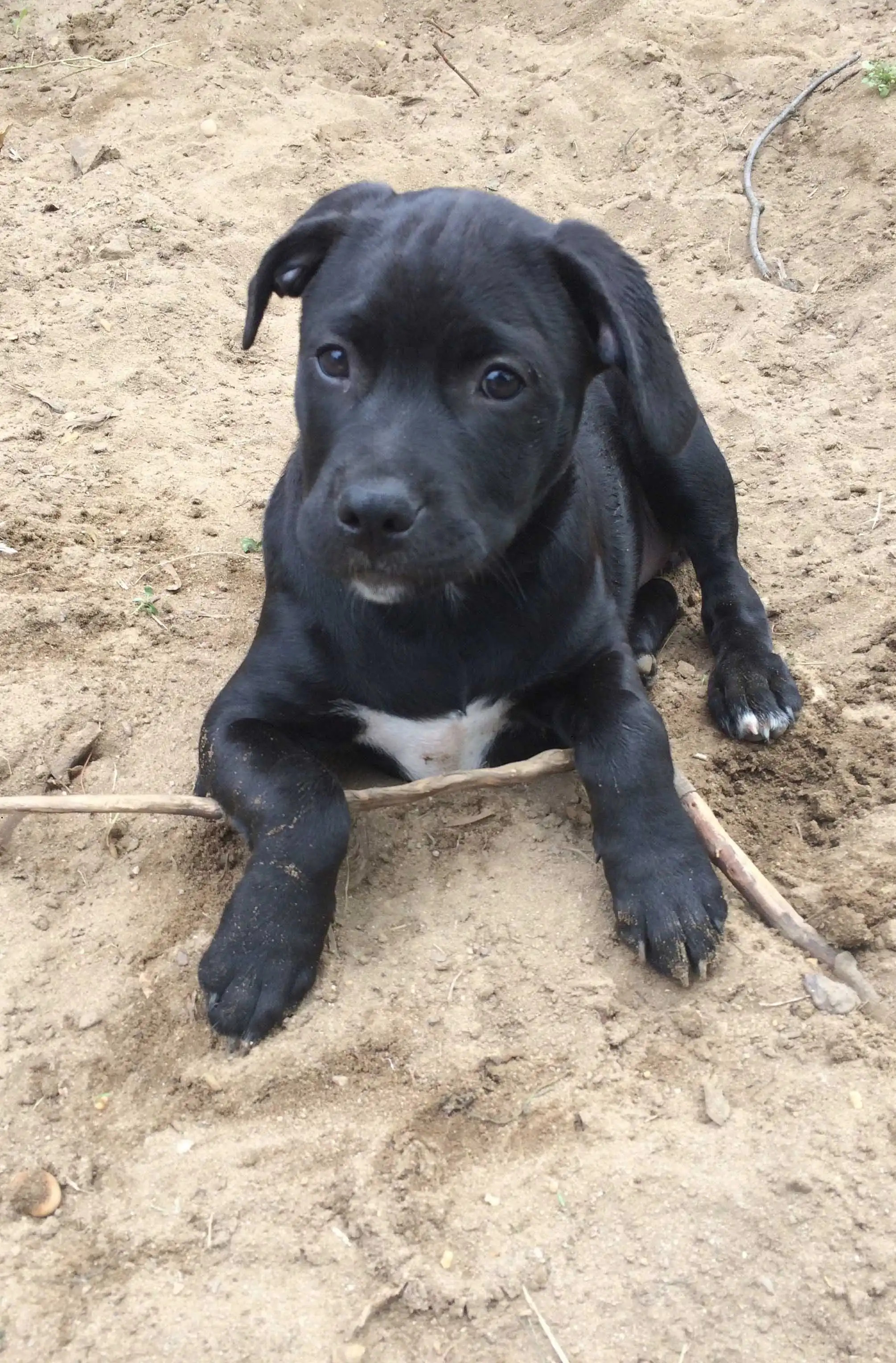 Breed Appearance